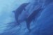 Les mammifres marins