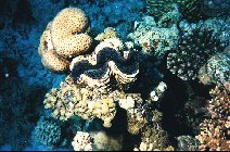 Bnitier et coraux