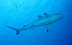 Requin gris de rcif