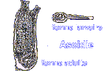 Ascidie - stades adulte et larvaire