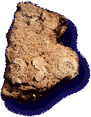 Ammonites (pierre remonte d'une plonge dans le Thouet - Thouars - Deux-Svres)