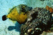 poisson lime  taches blanche (Photo Maurice Parfait)